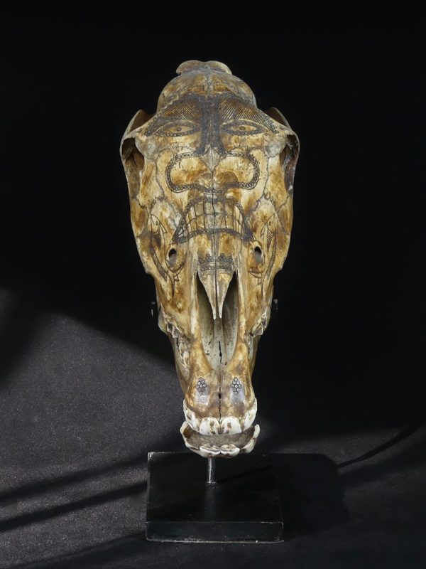 Crâne de cheval Dayak (face)