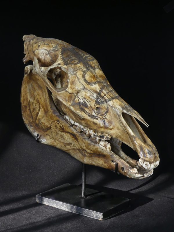 Crâne de cheval Dayak (3/4)