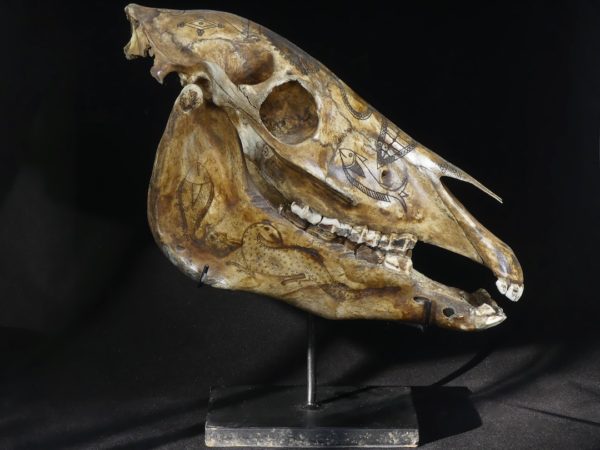 Crâne de cheval Dayak (profil)