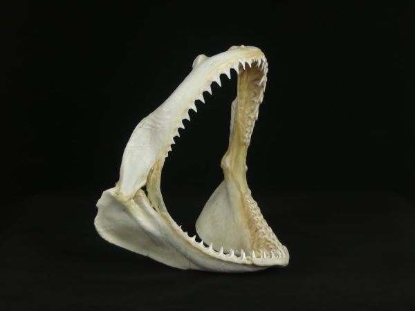 Mâchoire de requin (3/4)
