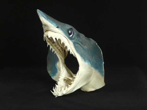 Tête de requin Mako