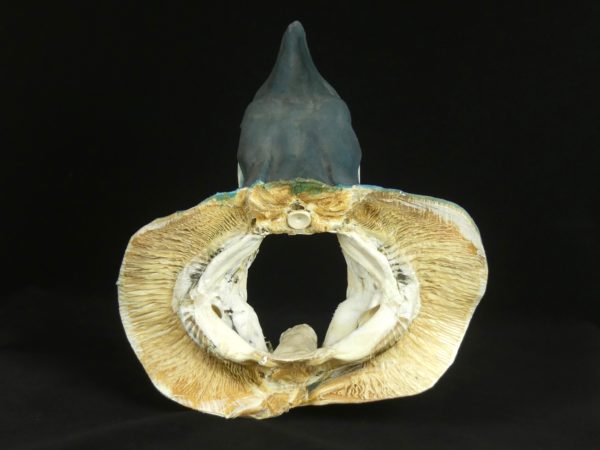 Tête de requin Mako (dos)