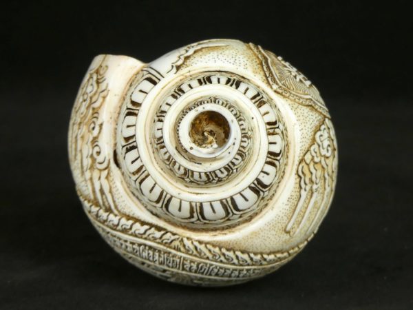 Conque gravée (dessous)