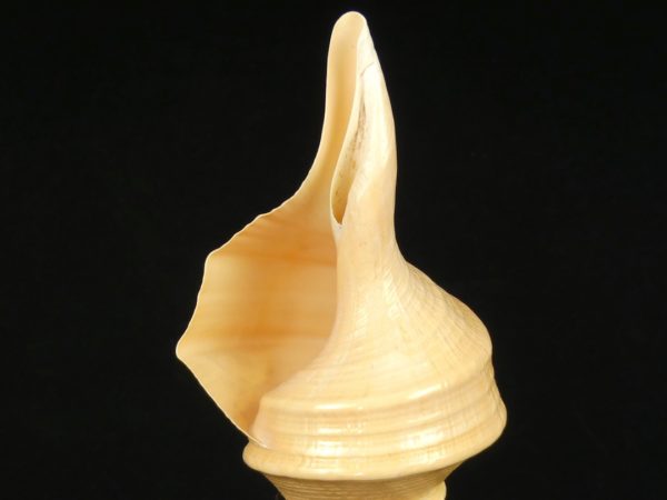 Syrinx aruanus (détail)