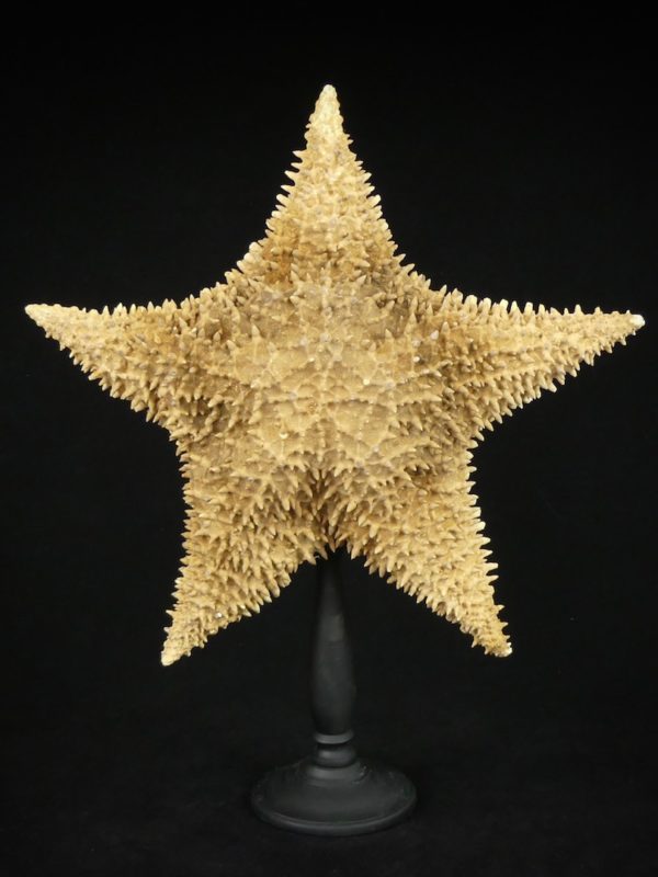 Grande étoile de mer