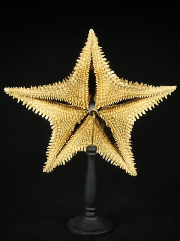Grande étoile de mer (dos)
