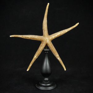 Etoile de mer Nardoa