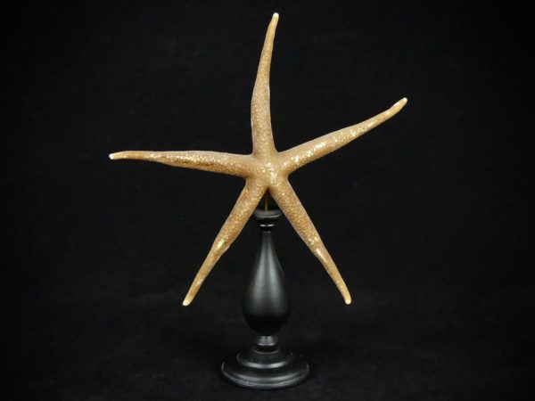 Etoile de mer Nardoa