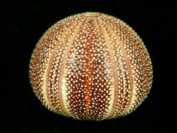 Oursin globuleux (détail)