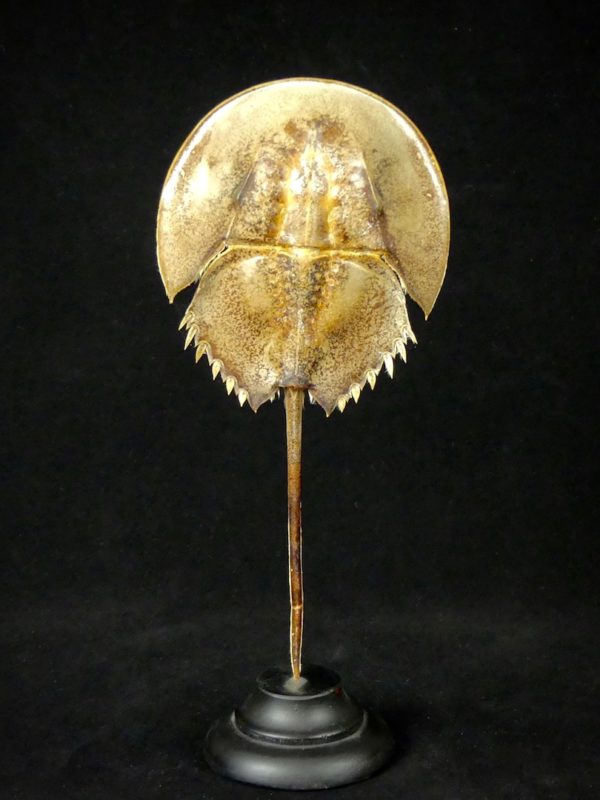 Limule de mer (dessus)