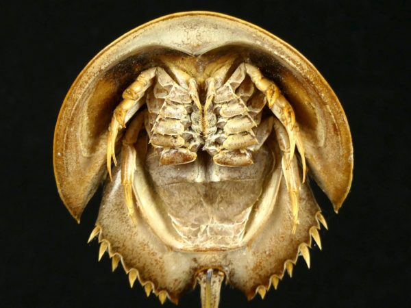 Limule de mer (détail dessous)