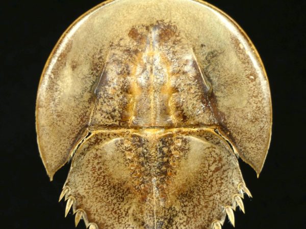 Limule de mer (détail dessus)