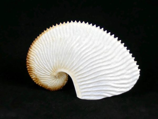 Argonaute
