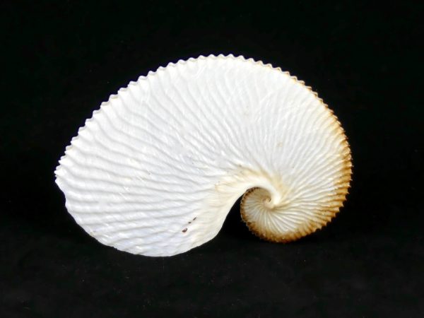 Argonaute (profil)