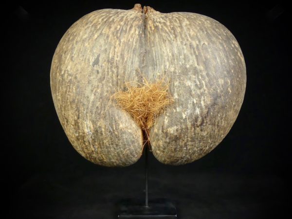 Coco-fesses
