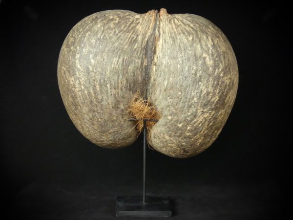 Coco-fesses (dos)