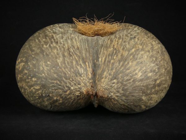 Coco-fesses (dessous)