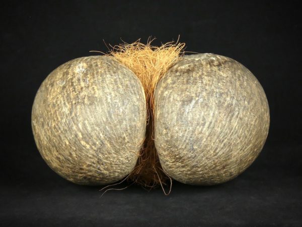 Coco-fesses (dessus)