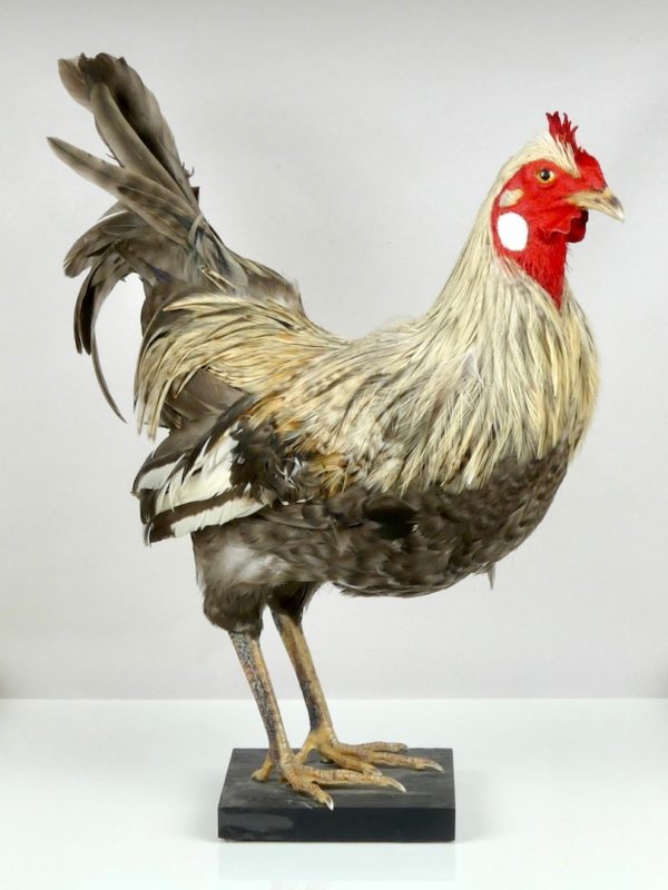 Poule naturalisée (profil)