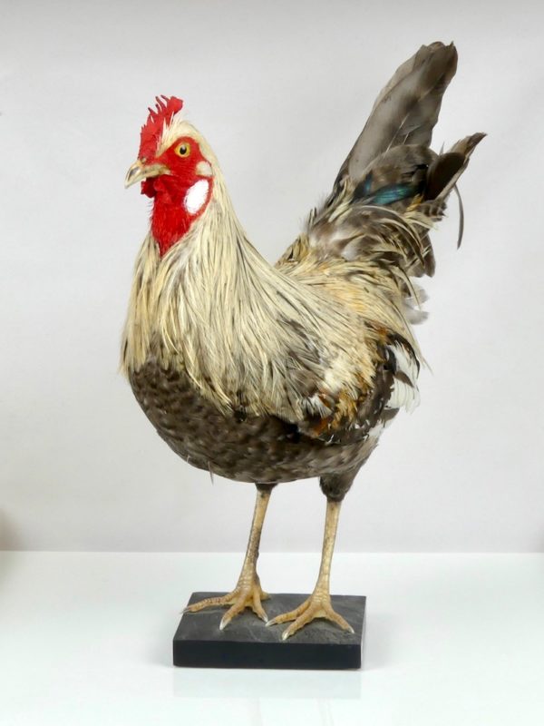 Poule naturalisée (3/4)