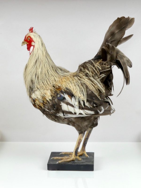 Poule naturalisée (profil 2)