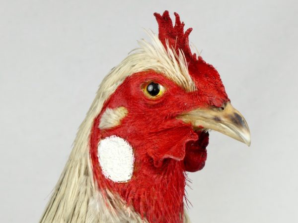 Poule naturalisée (détail)