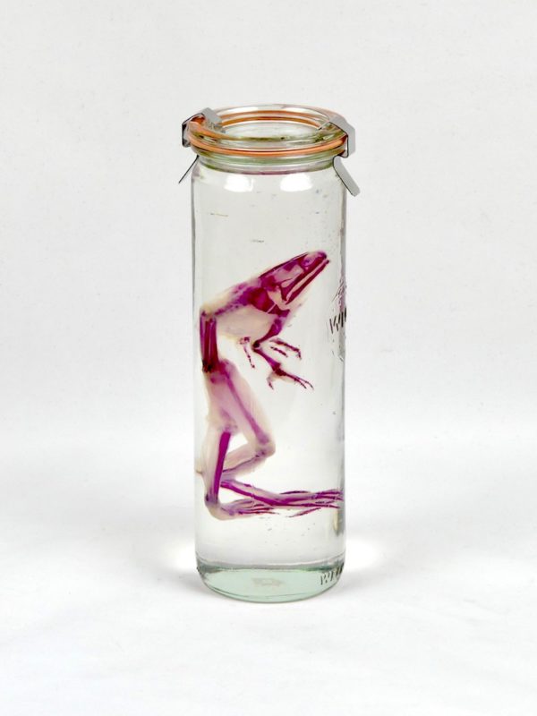 Grenouille diaphanisée 2