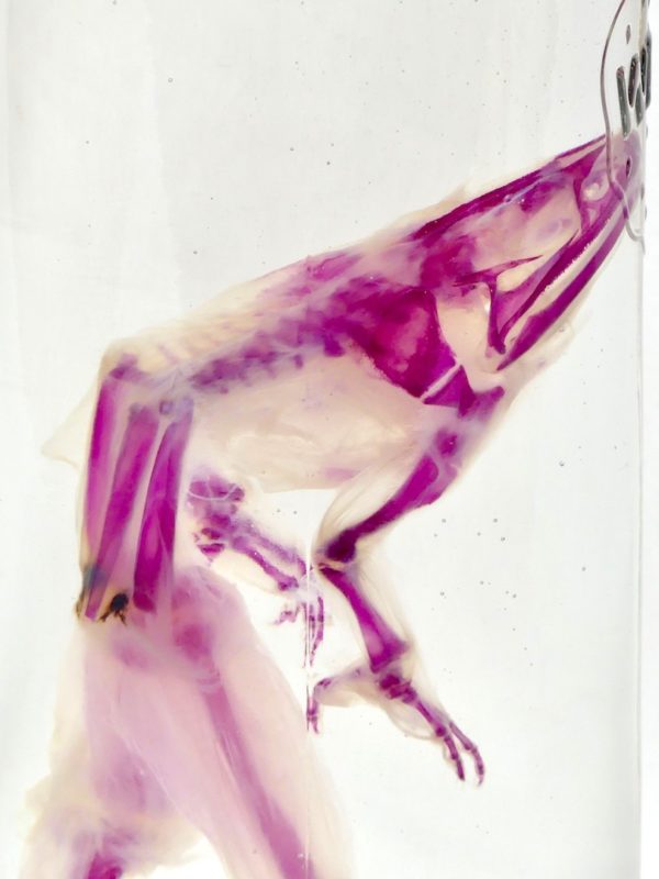 Grenouille diaphanisée (détail 1)