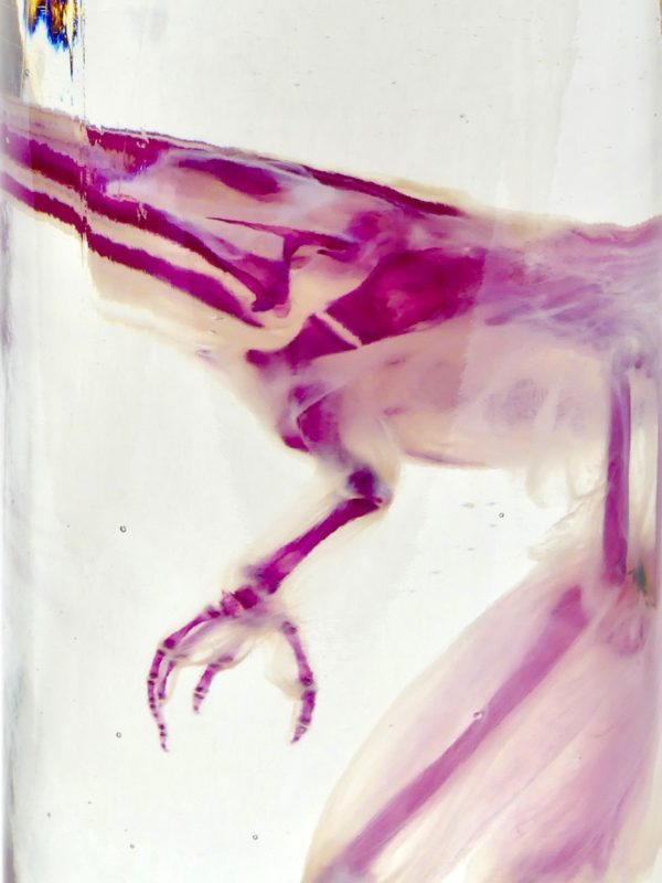 Grenouille diaphanisée (détail 2)