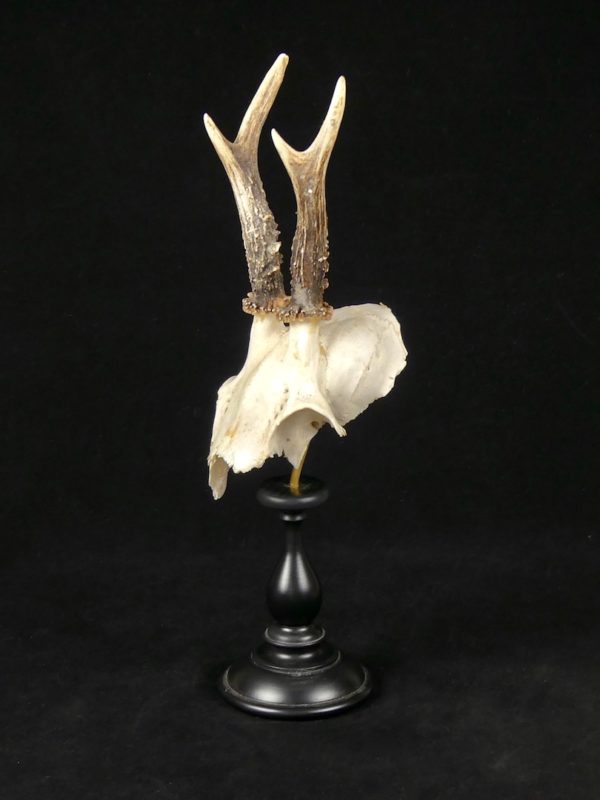 Trophée cervidé moyen (3/4)