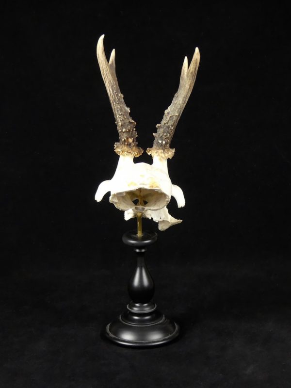 Trophée cervidé moyen (dos)