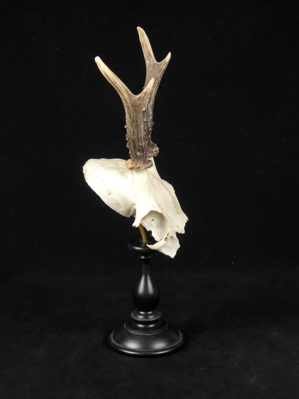 Trophée cervidé moyen (profil)