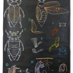 Affiche scolaire Le Hanneton