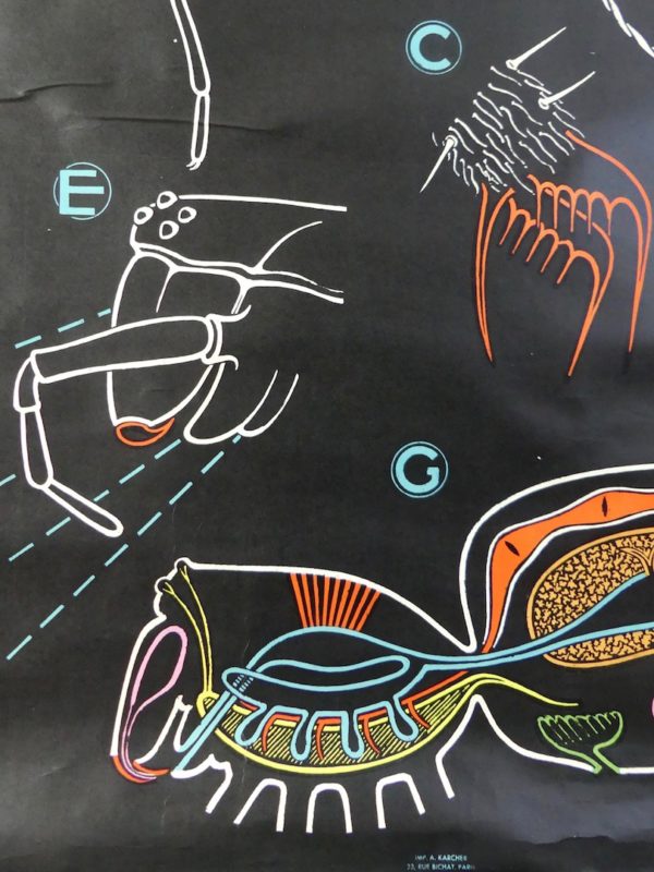 Affiche scolaire Épeire (détail 5)