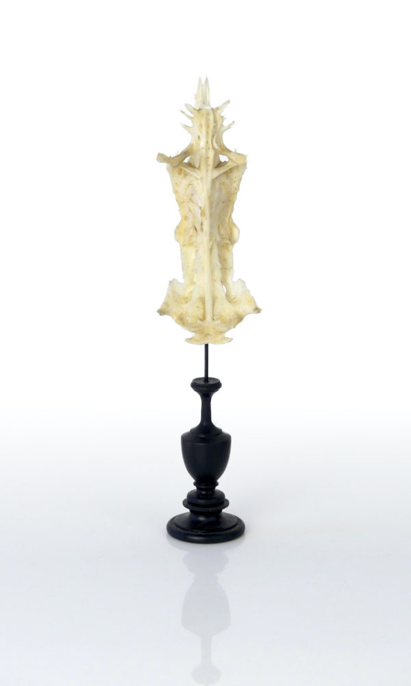 Poisson crucifix (face)