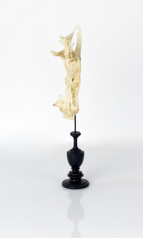 Poisson crucifix (3/4)