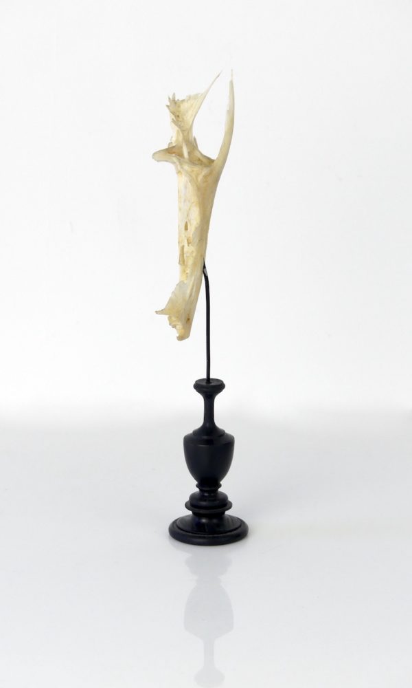 Poisson crucifix (profil)