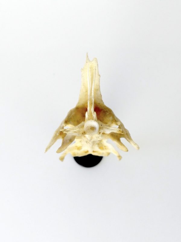 Poisson crucifix (dessus)