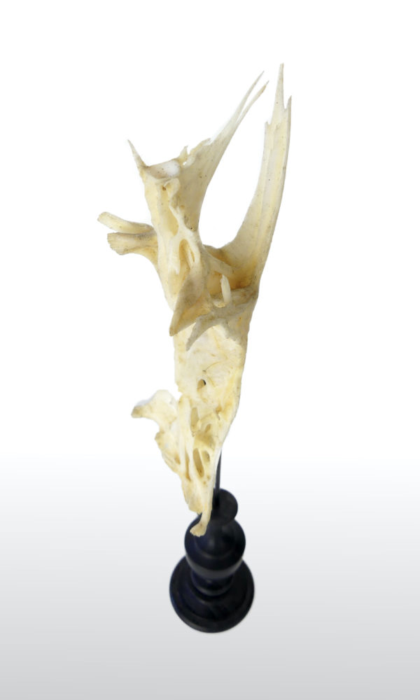 Poisson crucifix (détail)