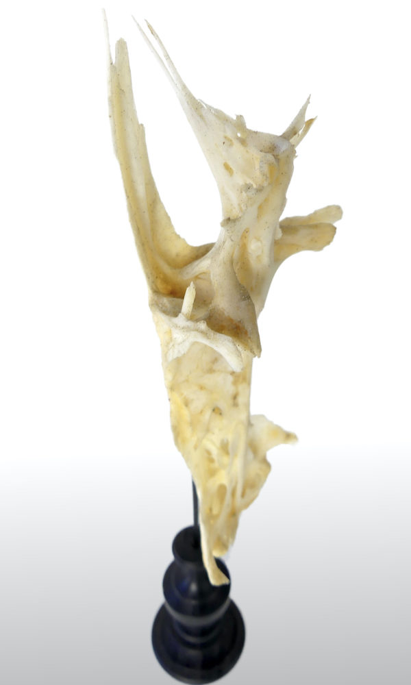 Poisson crucifix (détail 2)