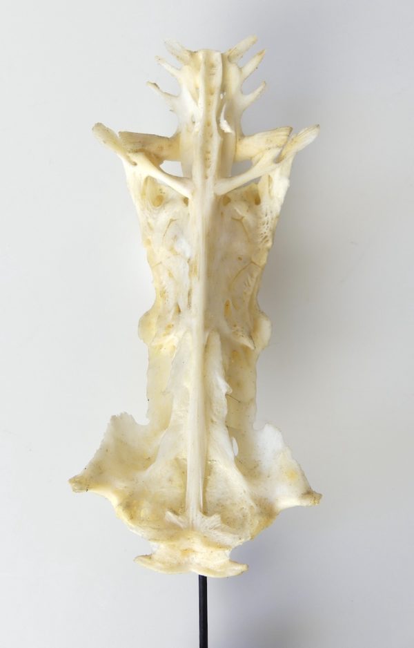 Poisson crucifix (détail 3)