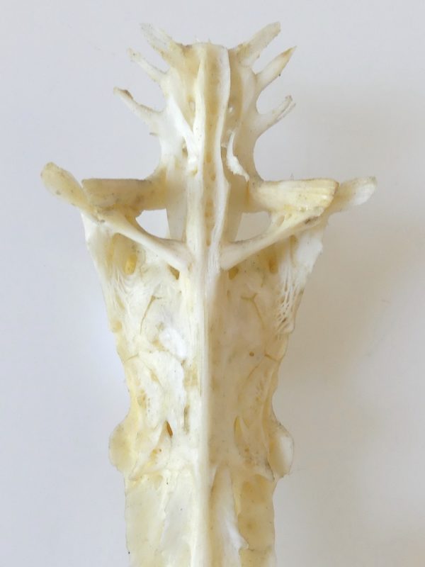 Poisson crucifix (détail 4)