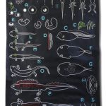 Affiche scolaire les Batraciens