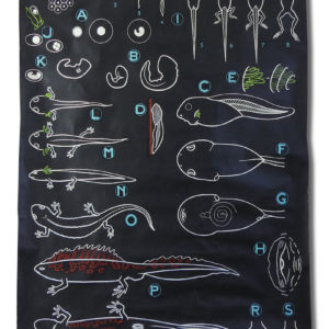 Affiche scolaire les Batraciens