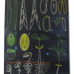 Affiche scolaire Le Haricot