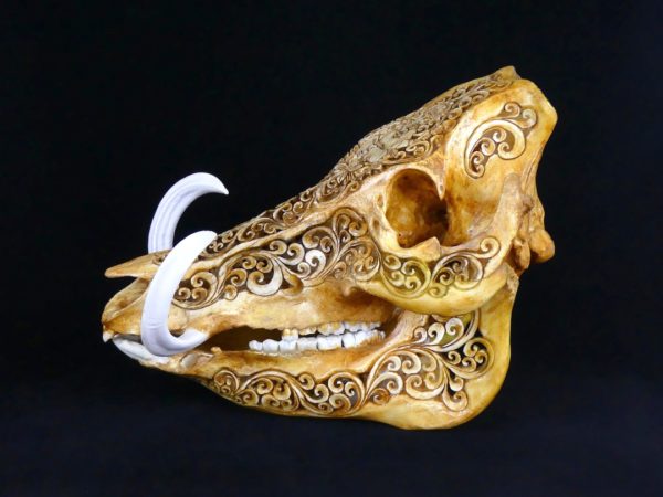 Crâne de sanglier (profil)