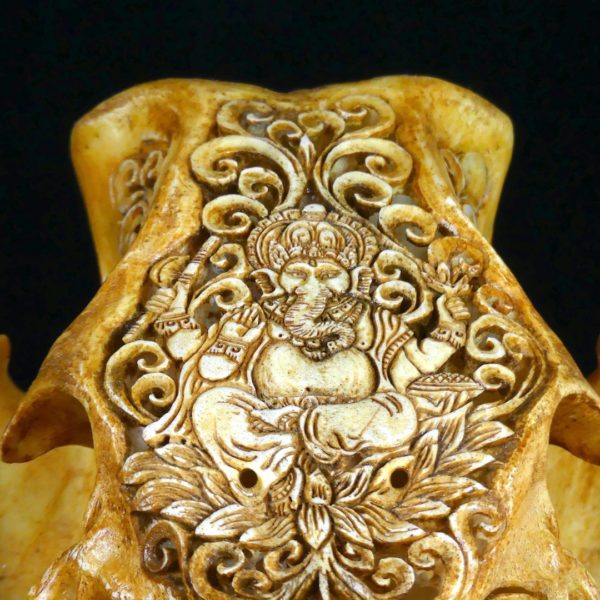 Crâne de sanglier (détail front)