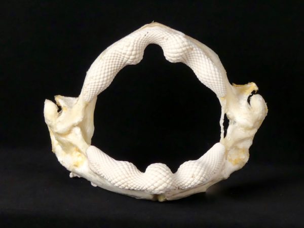 Mâchoire de requin-raie (face)