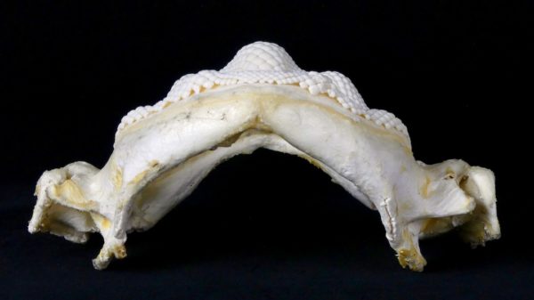 Mâchoire de requin-raie (dessus)