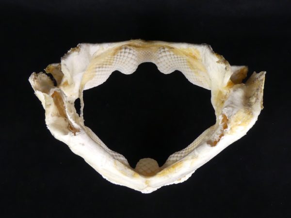 Mâchoire de requin-raie (derrière)